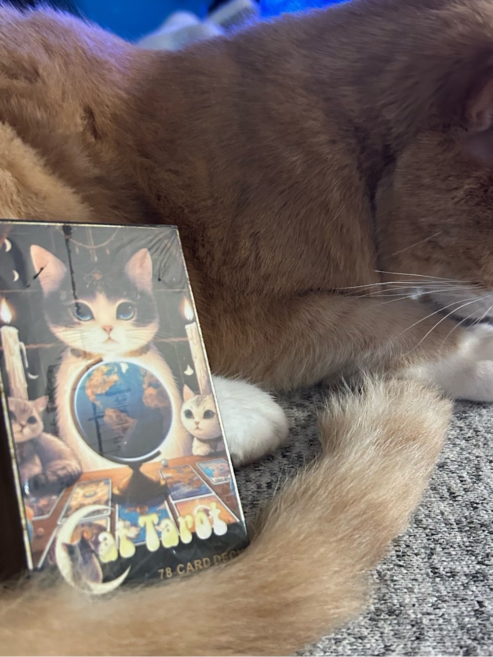 Cat Tarot Cards 78 Card Cute Tarot Deck for Beginners Deck New Uncharged